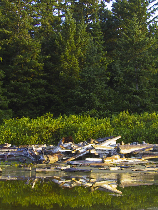 Driftwood Reflected In Tidal Pond